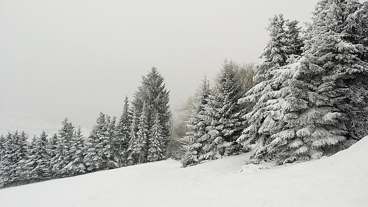 winter firs snow free photo