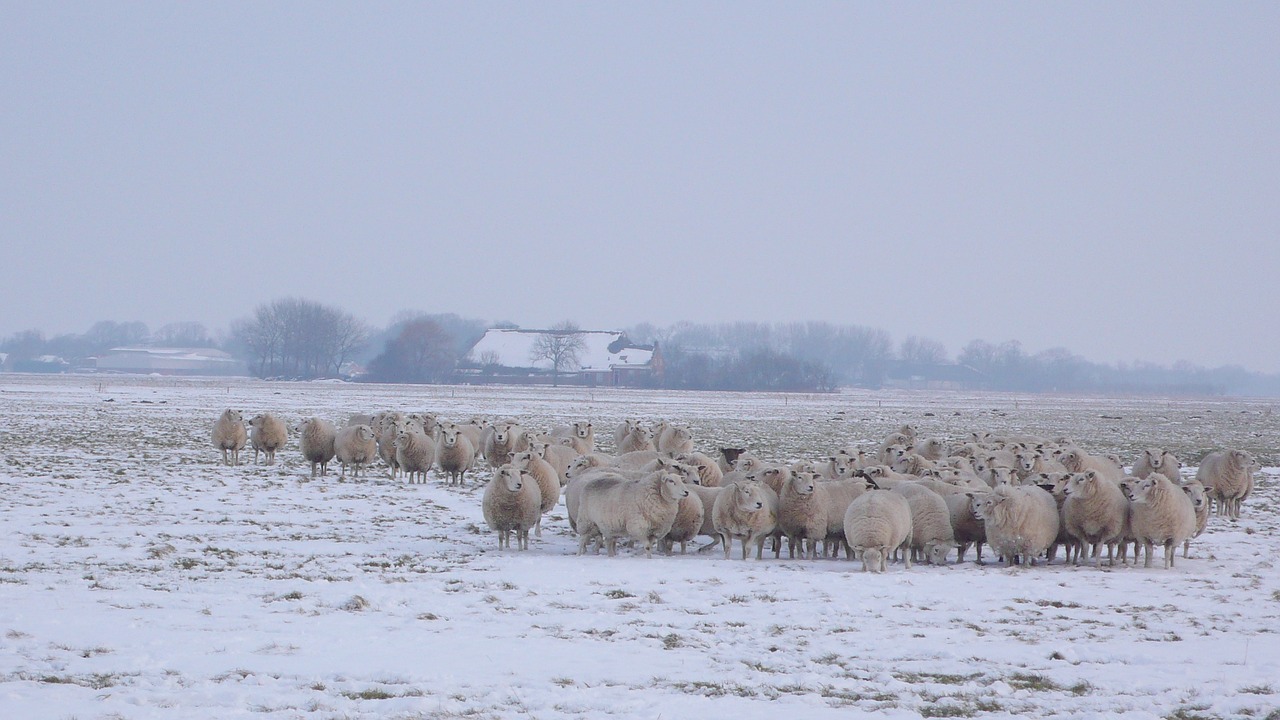 sheep meadow winter free photo