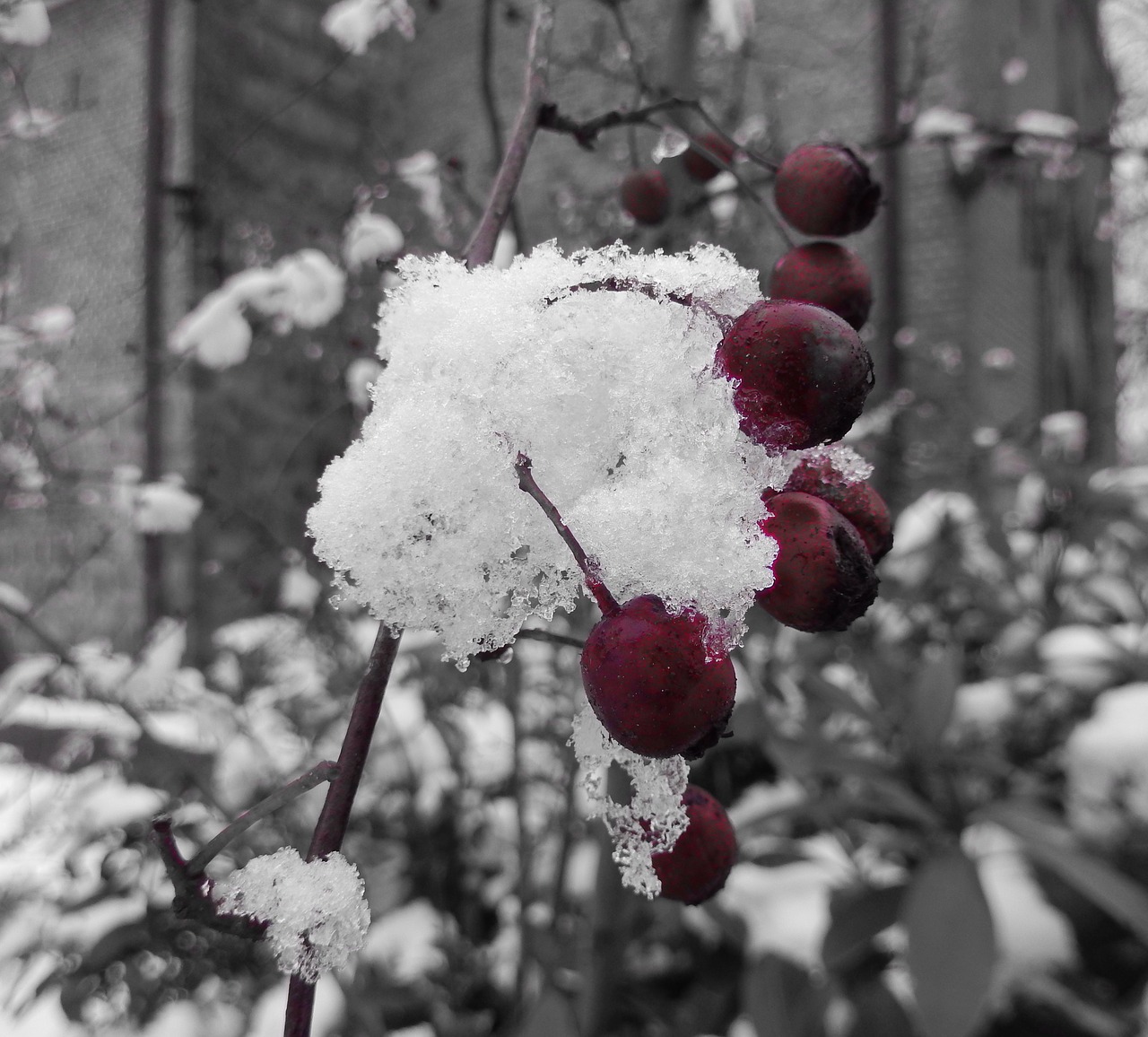 winter berries snow free photo