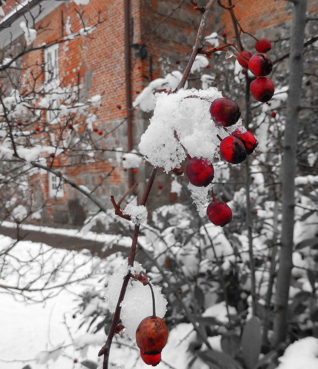 winter winter magic berry red free photo