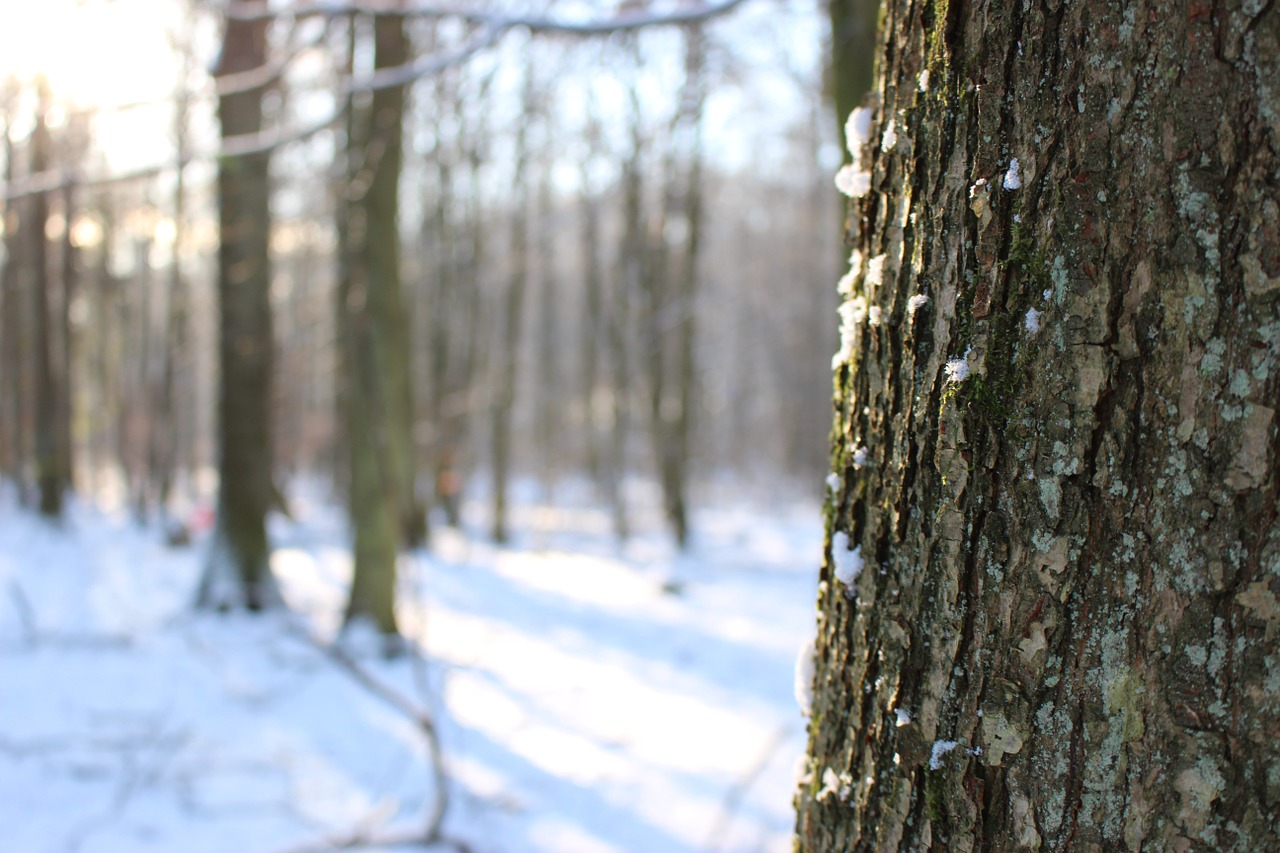 winter snow forest trees free photo