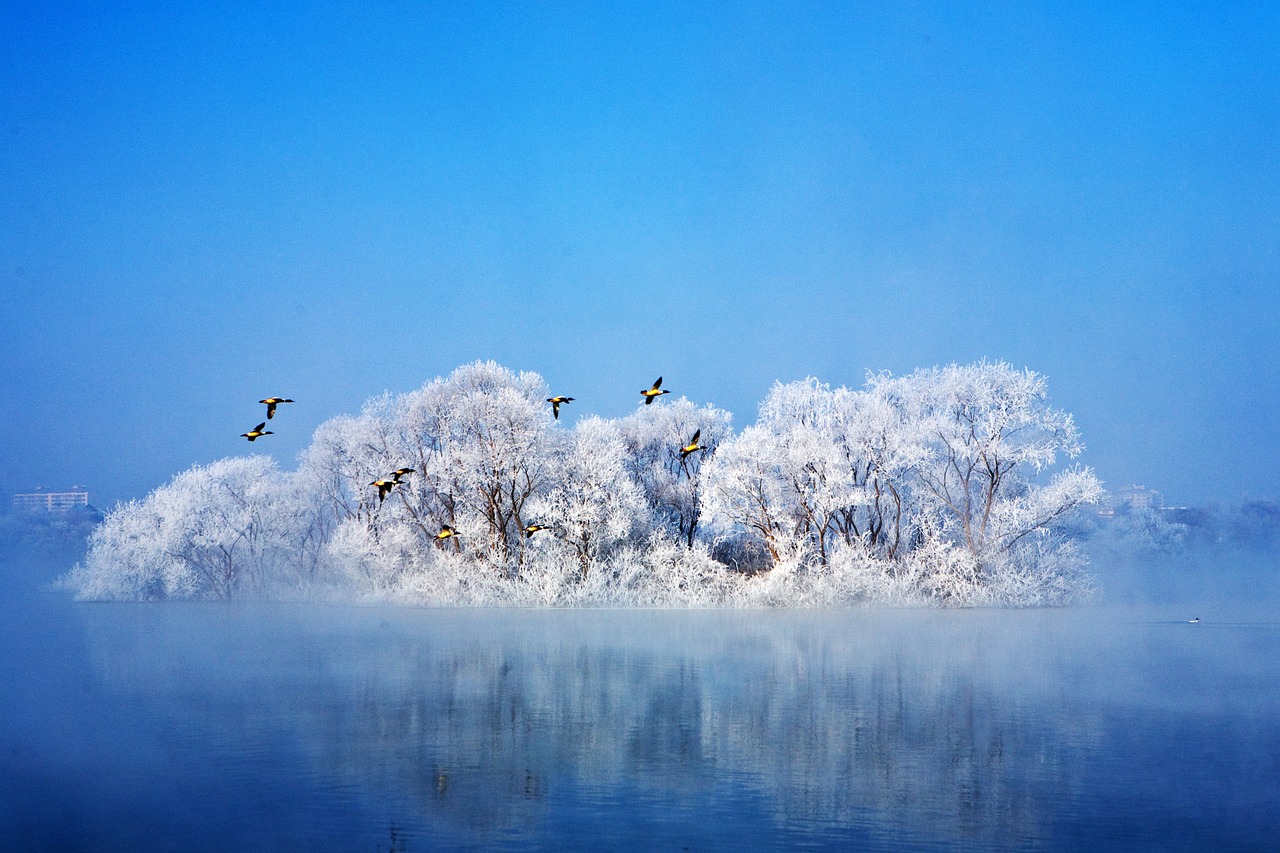 winter migratory birds lake free photo