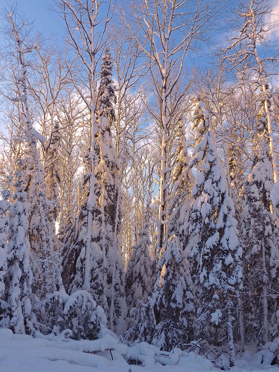 winter snow cold free photo