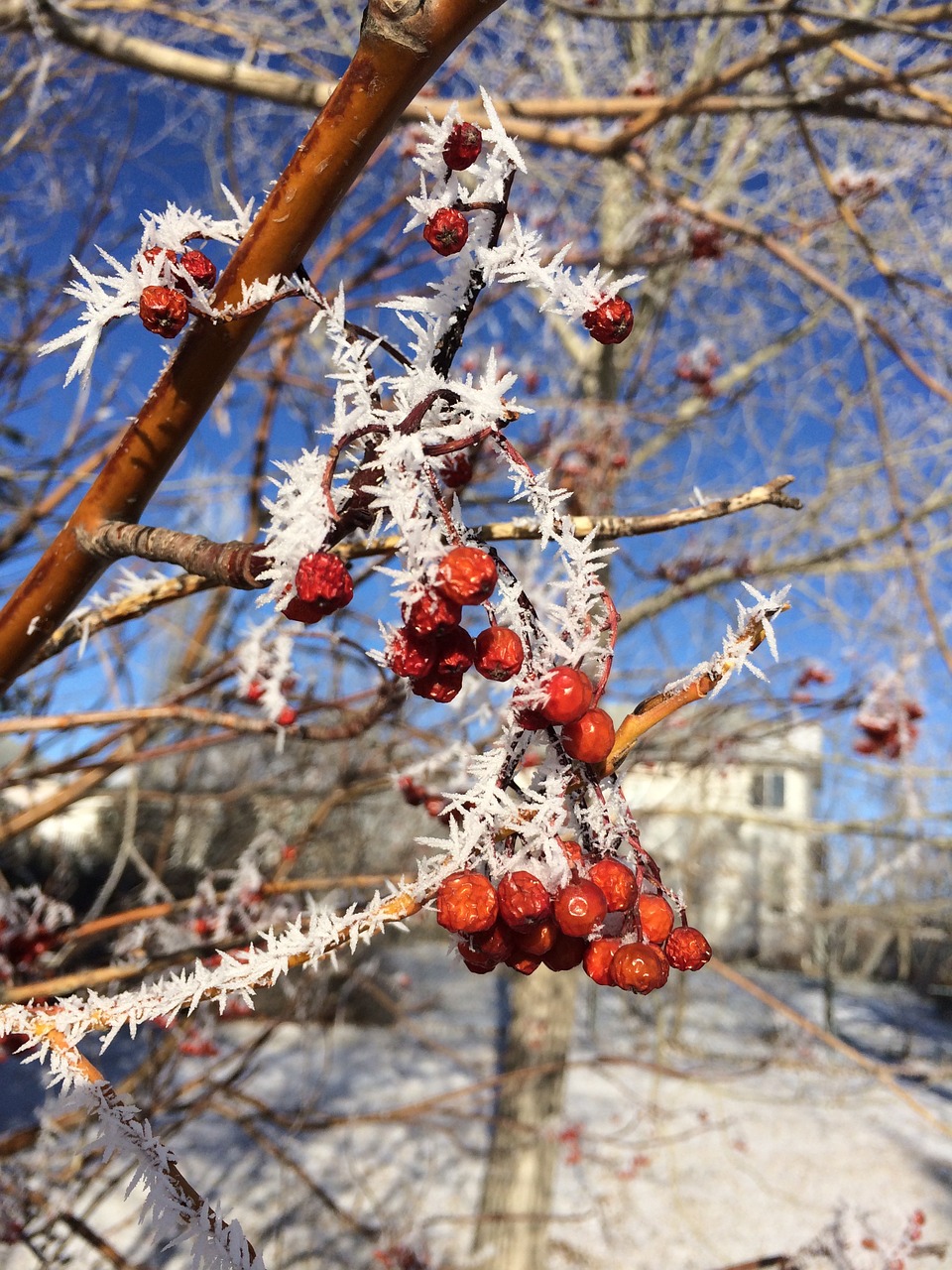 winter berries berry free photo