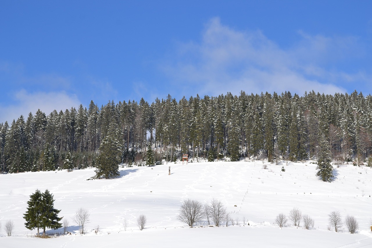 winter forest cold free photo