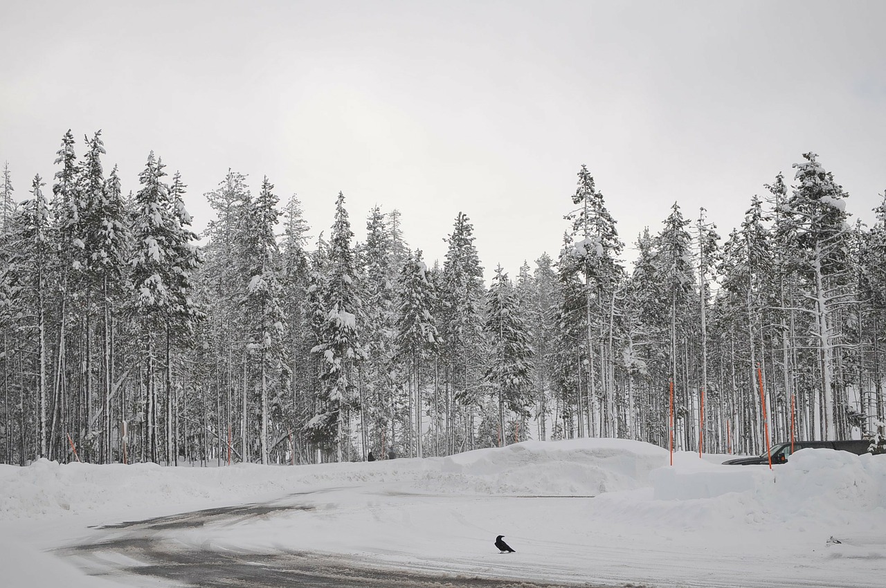 winter snow snow landscape free photo