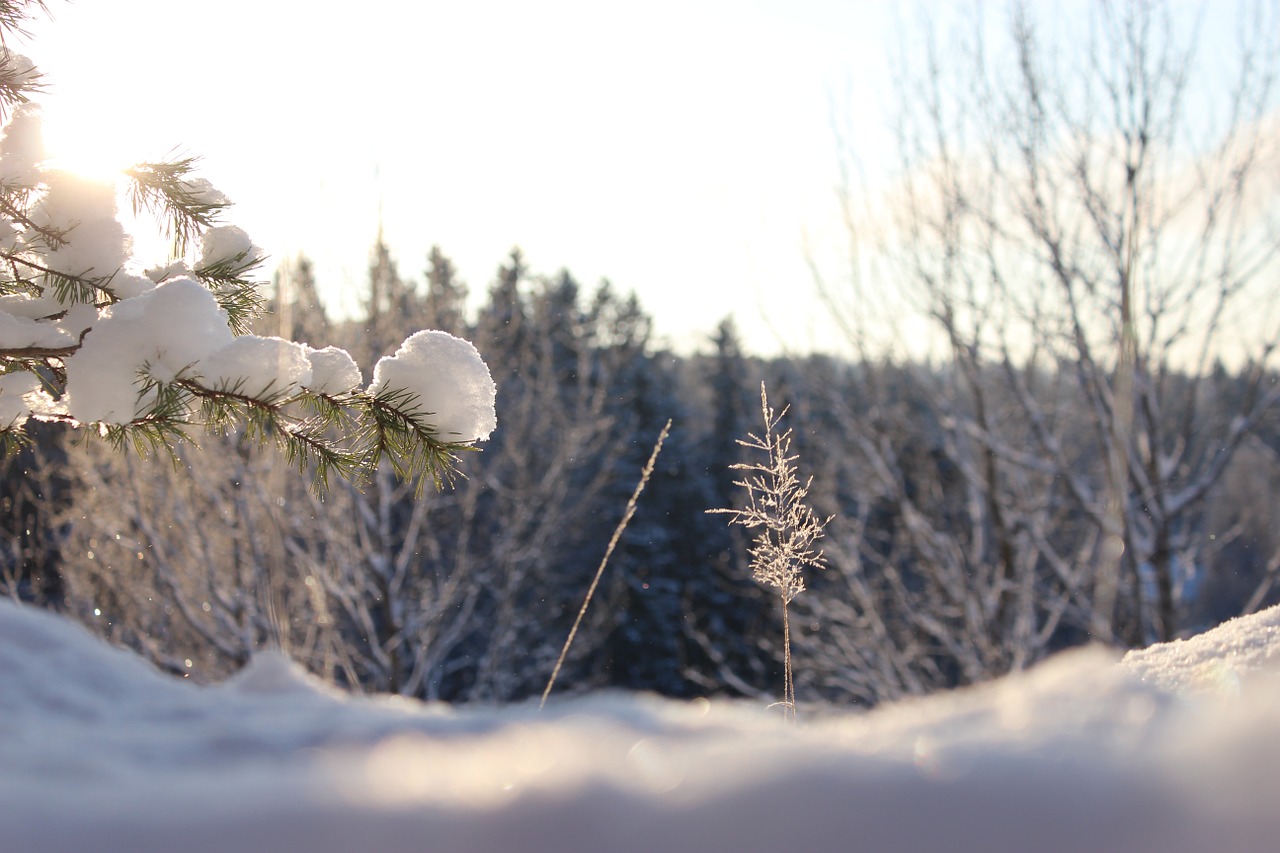 winter sun nature free photo