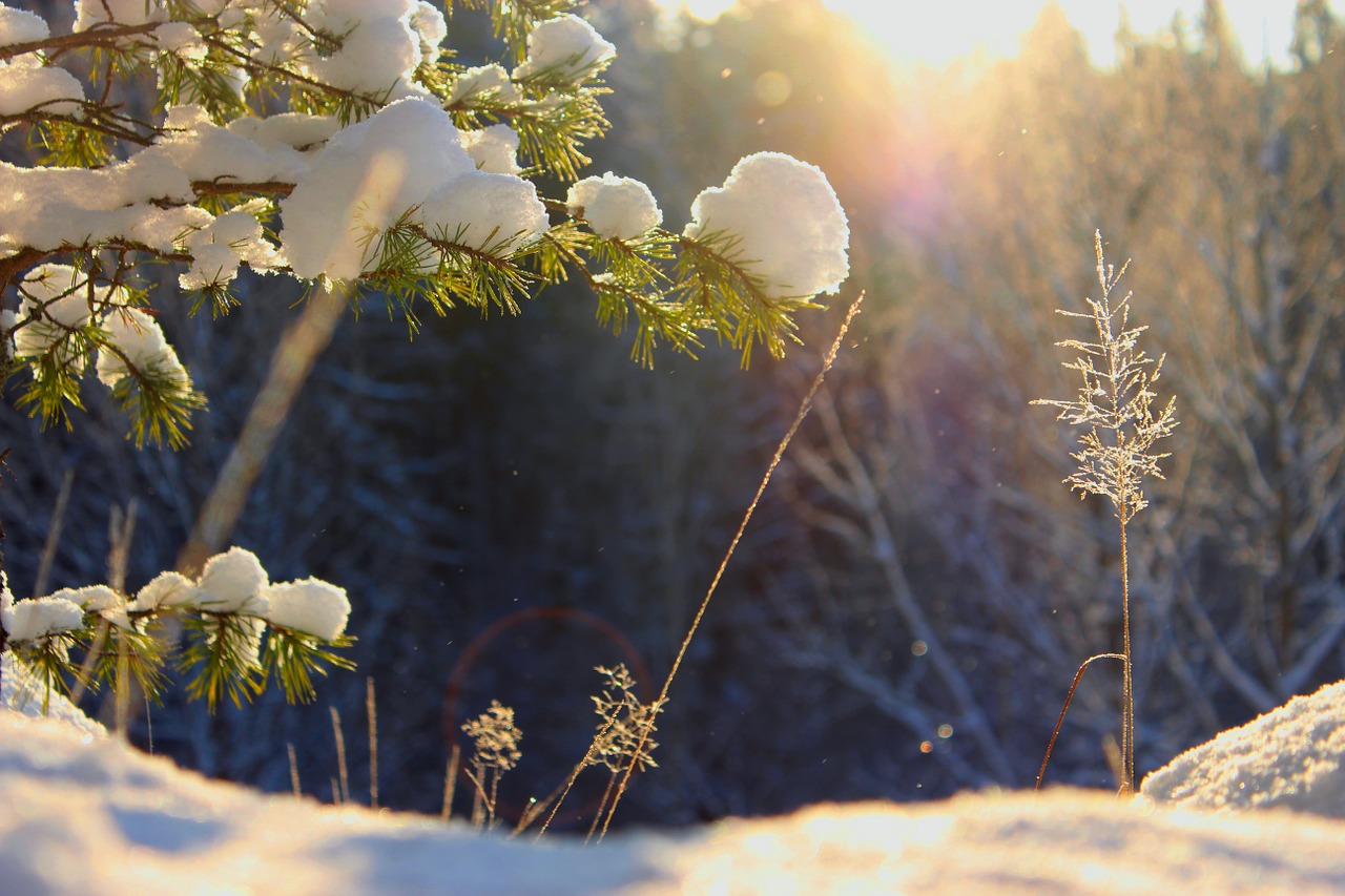 winter sun nature free photo