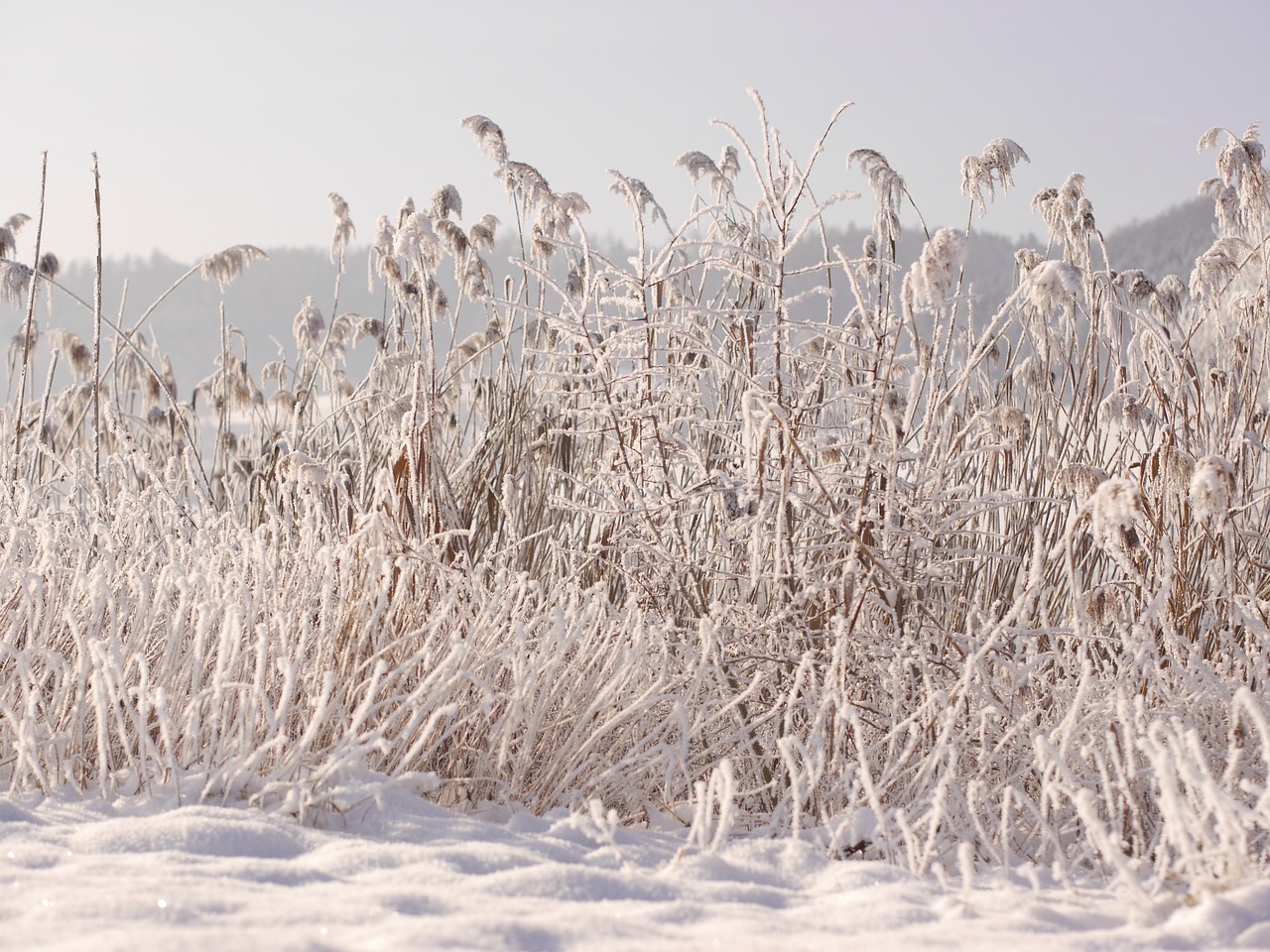 winter snow wintry free photo