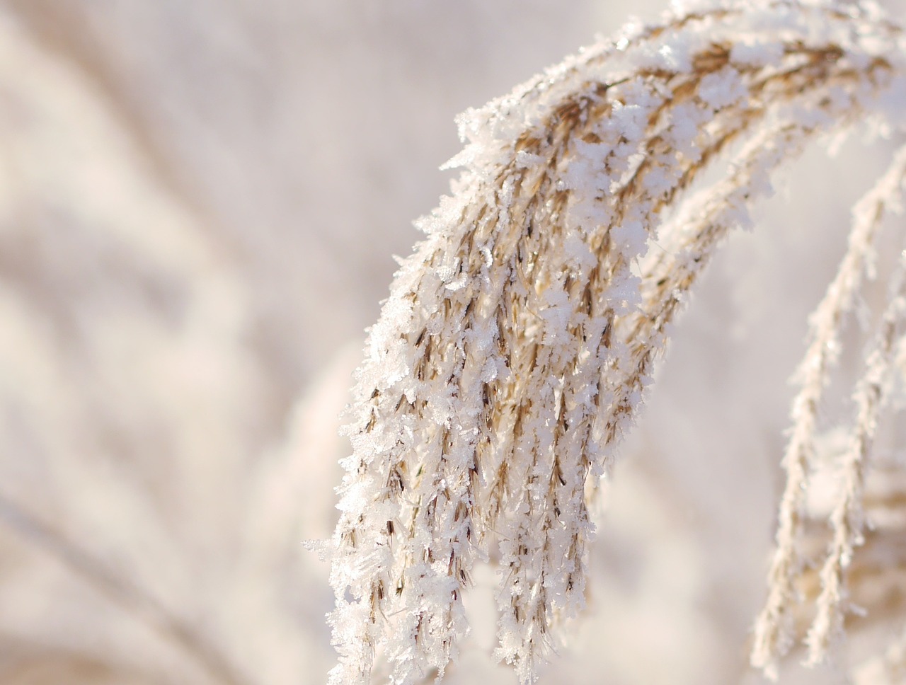 winter reed snow free photo