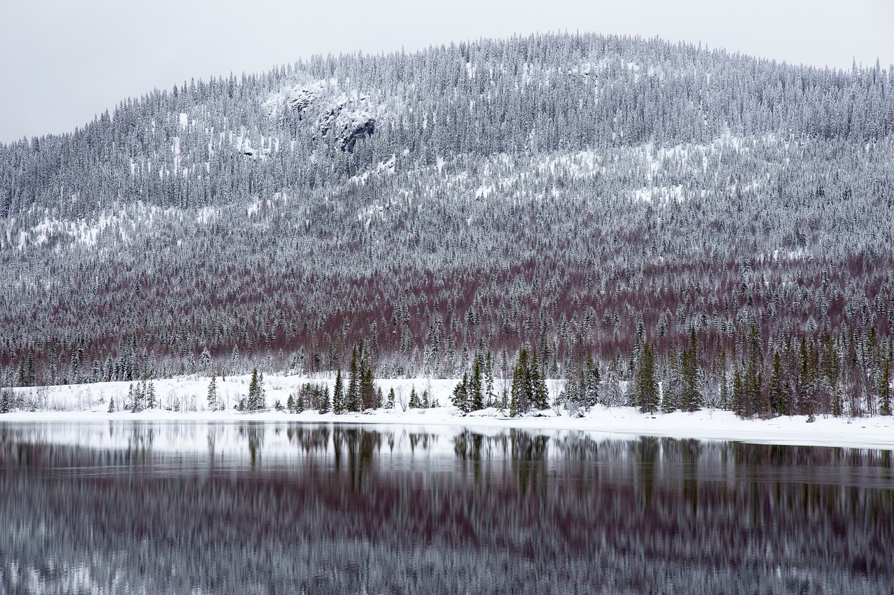 winter landscape forest free photo