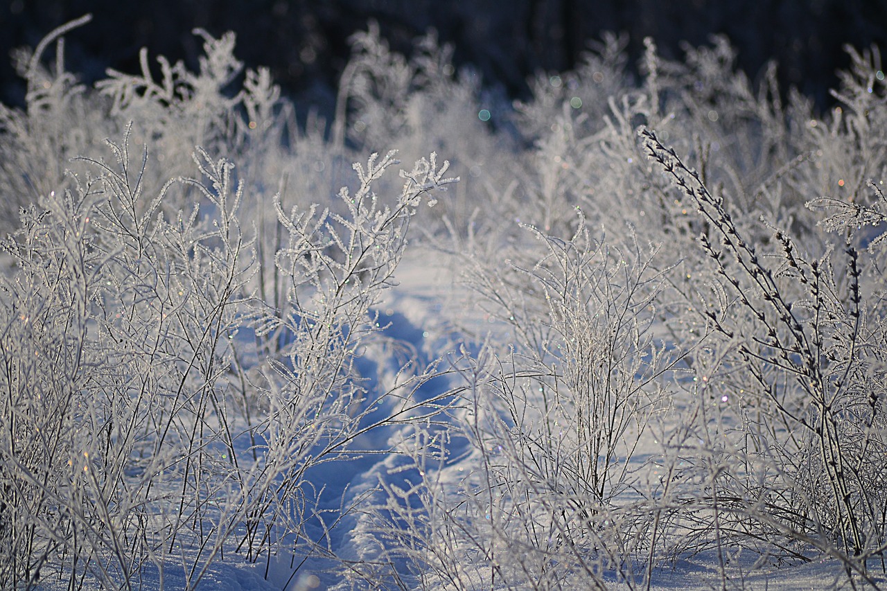 winter rime trees free photo