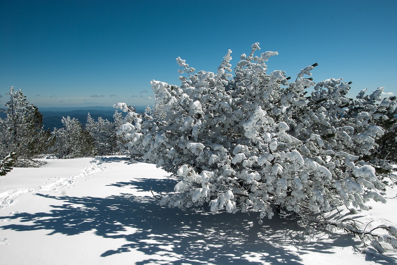 winter snow winter landscape free photo