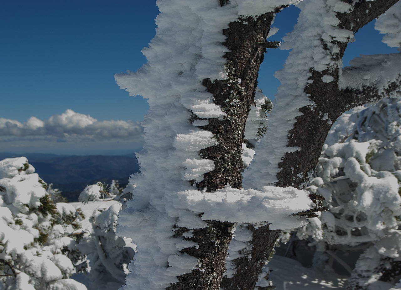 winter frost snow free photo