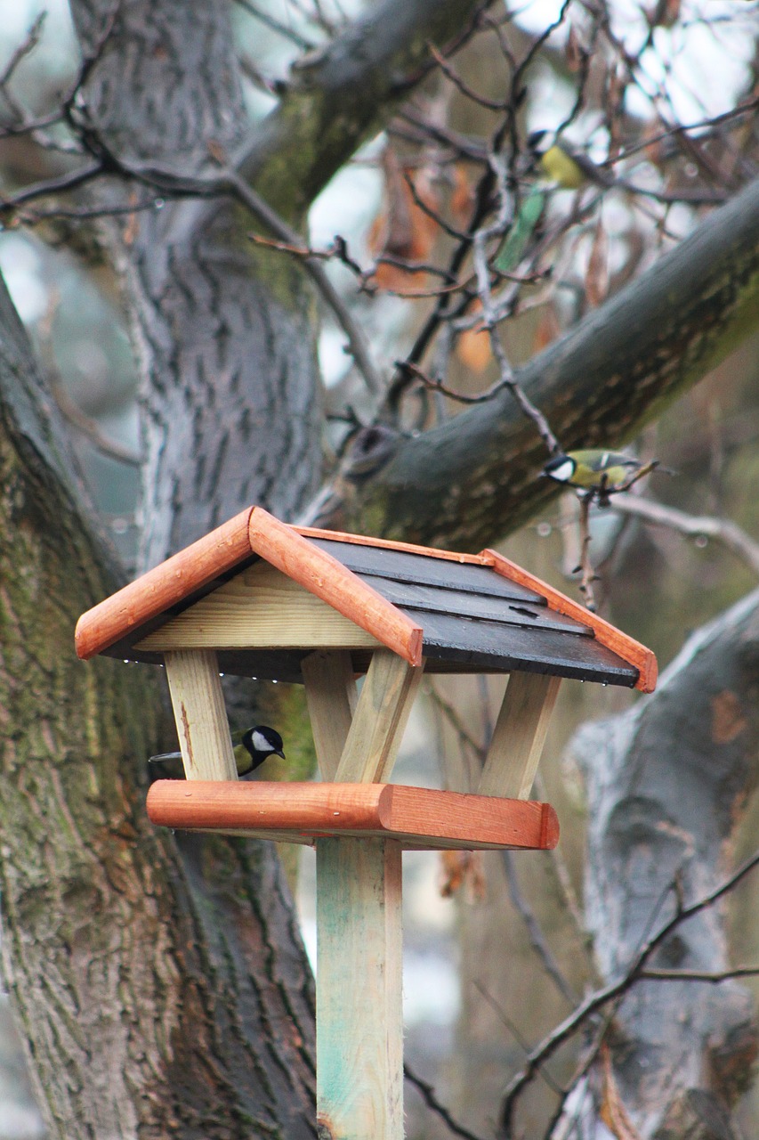 winter birds bird feeding tray free photo