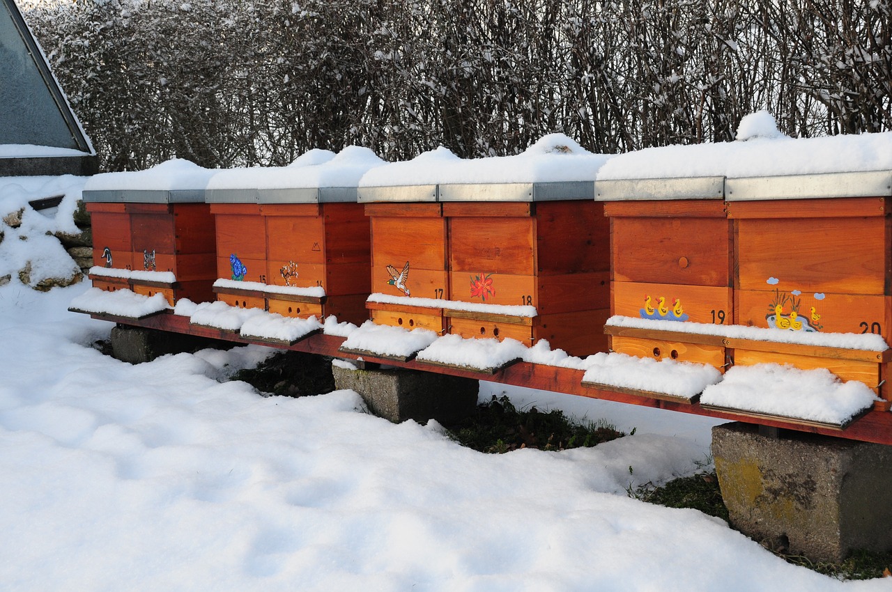 winter bee hives nature free photo