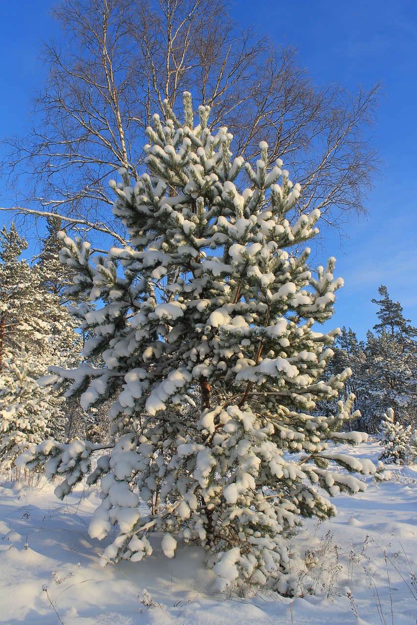 winter pine tree snow free photo