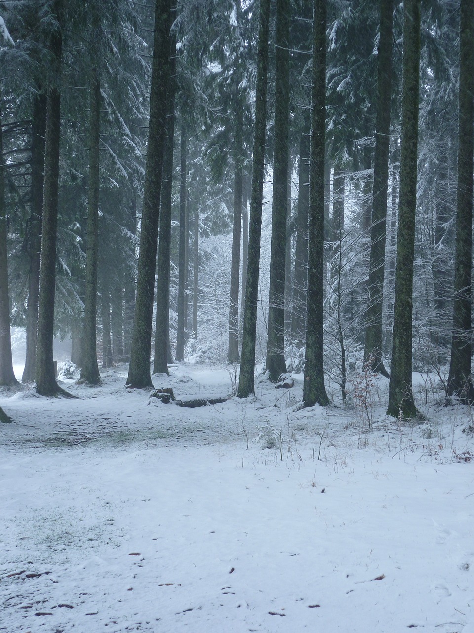 winter forest snow free photo