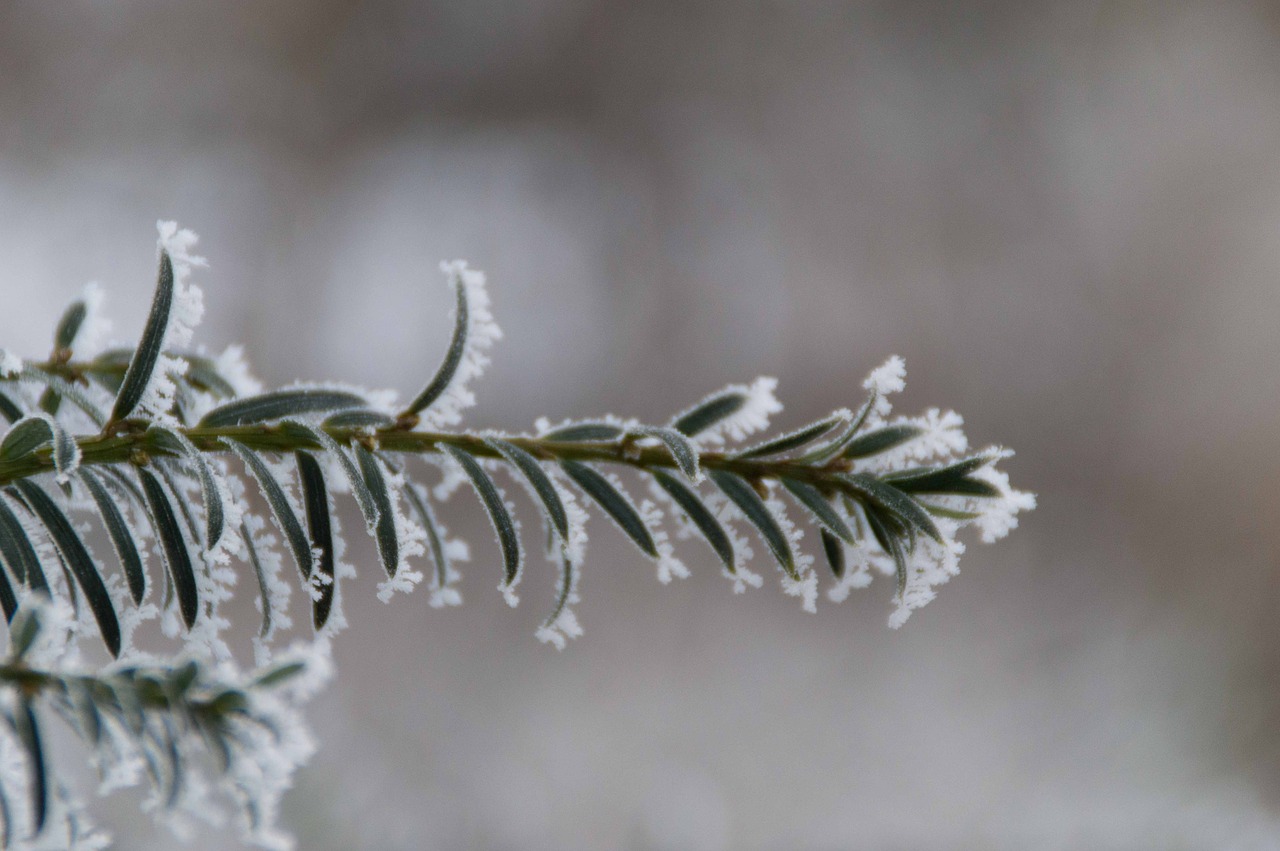 winter ripe branch free photo