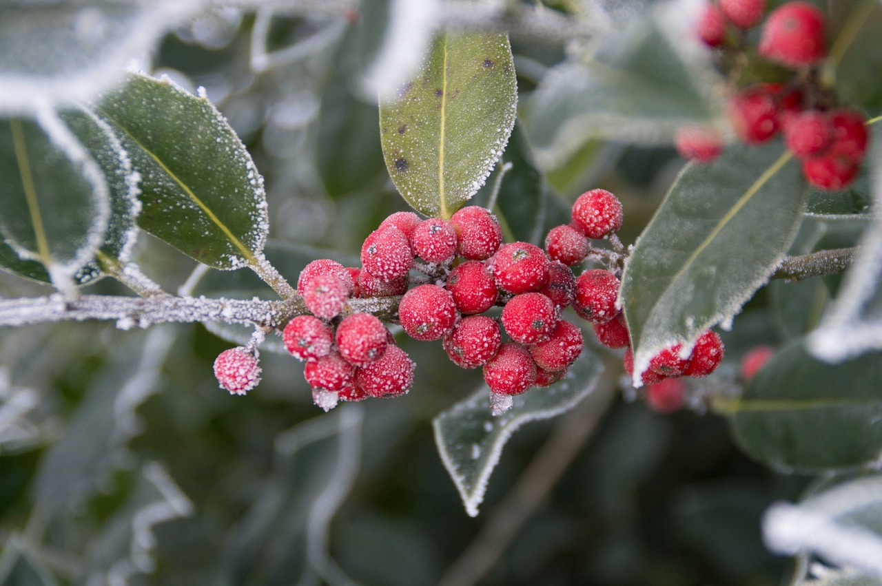 winter berry hulst free photo