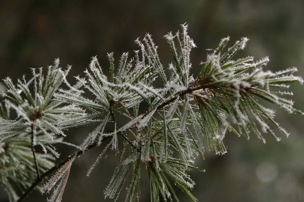 winter pine hoarfrost free photo