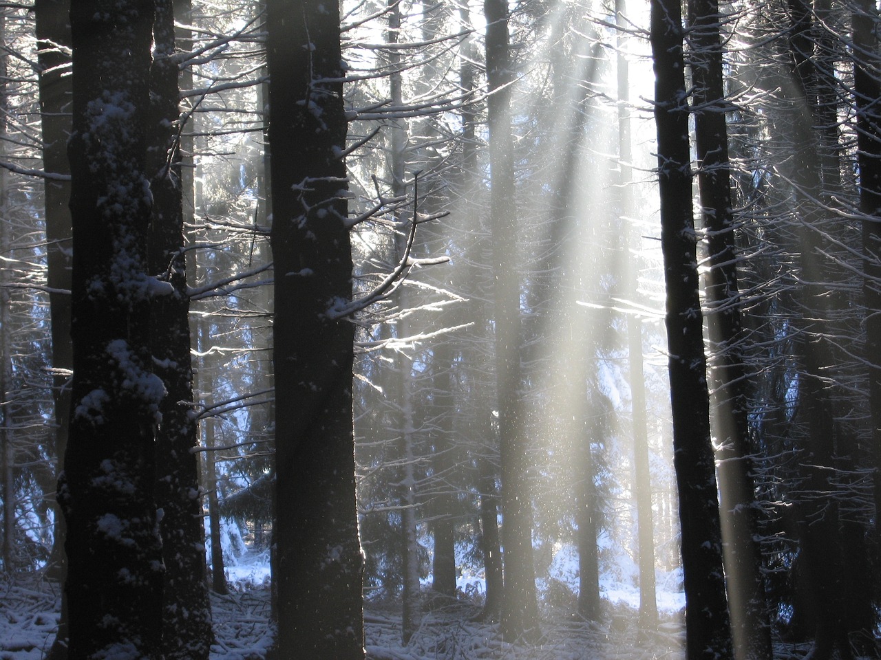 winter sunbeam snow free photo