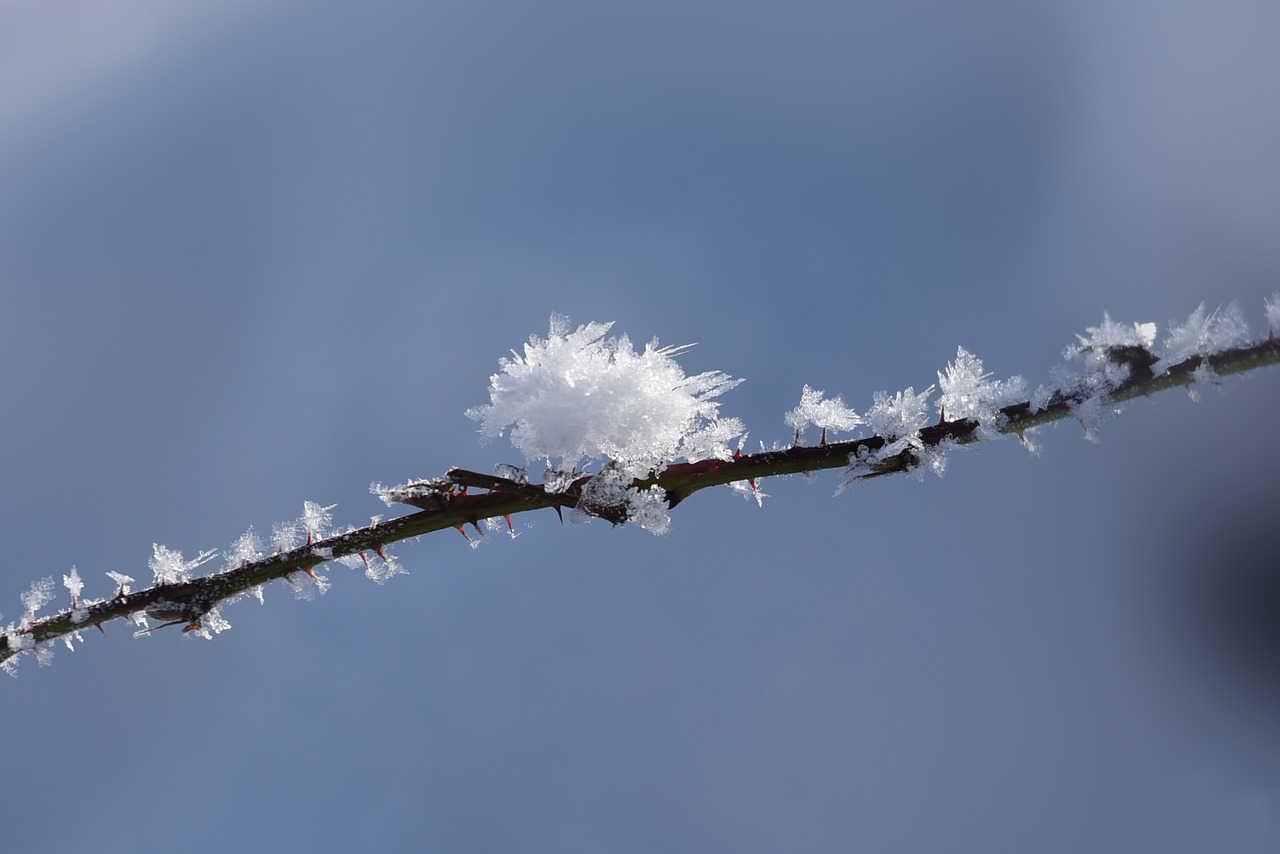 winter frost cold free photo