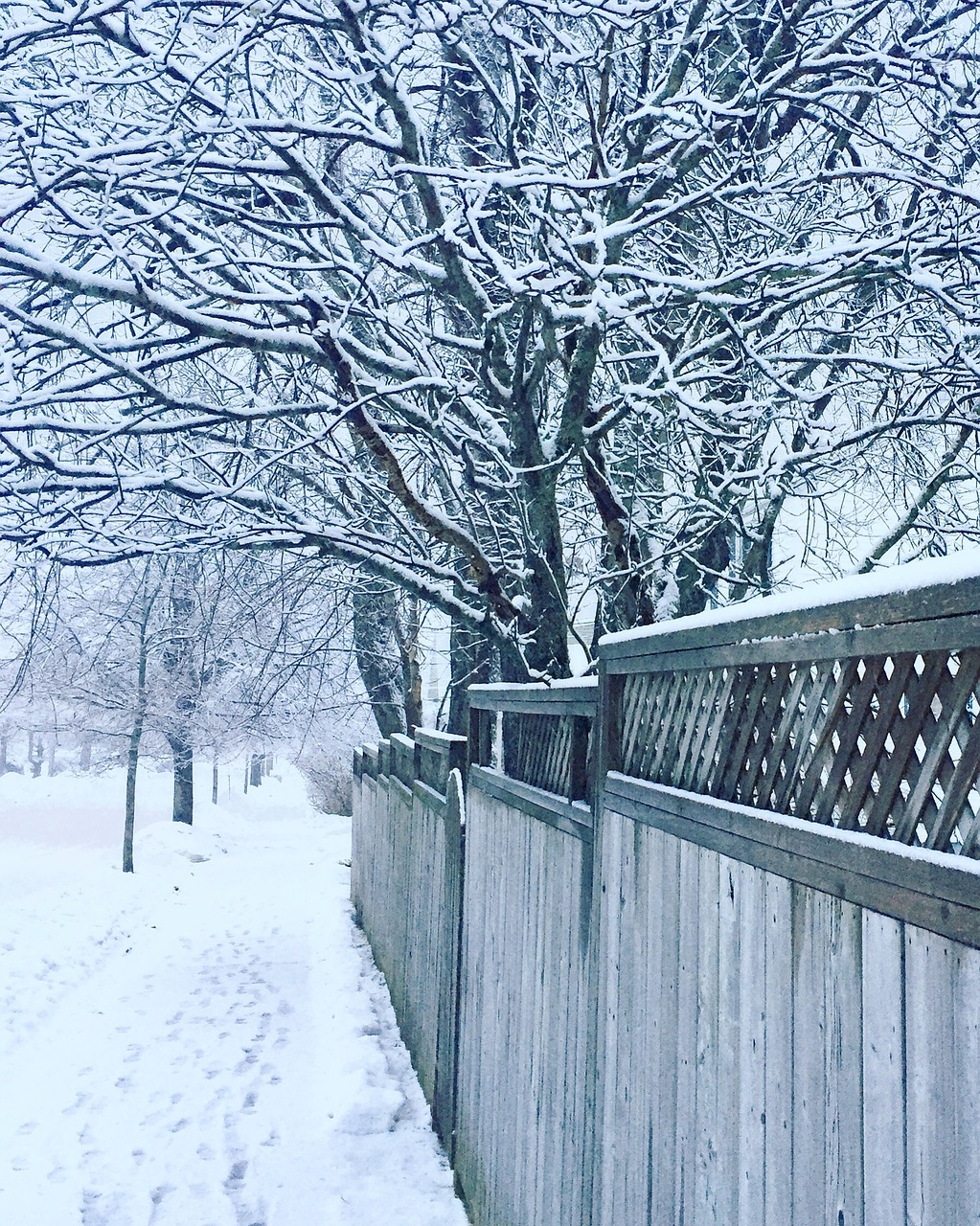 winter trees snow free photo