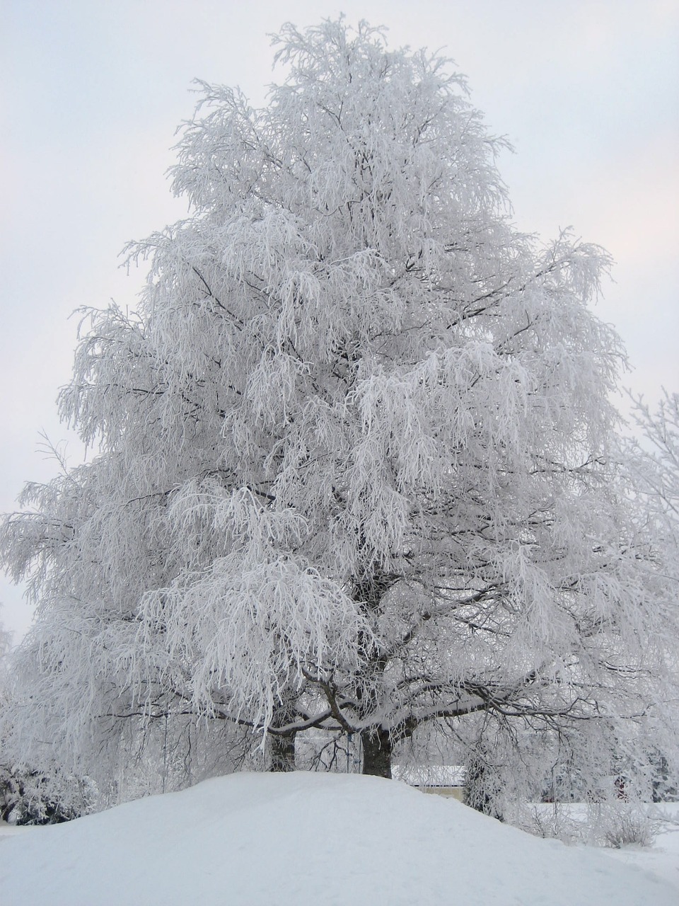 winter finnish snow free photo