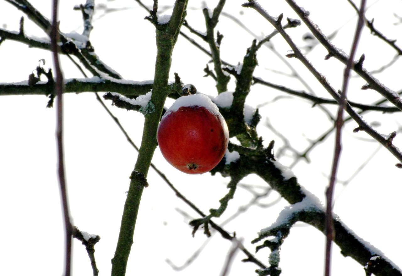 winter apple tree free photo