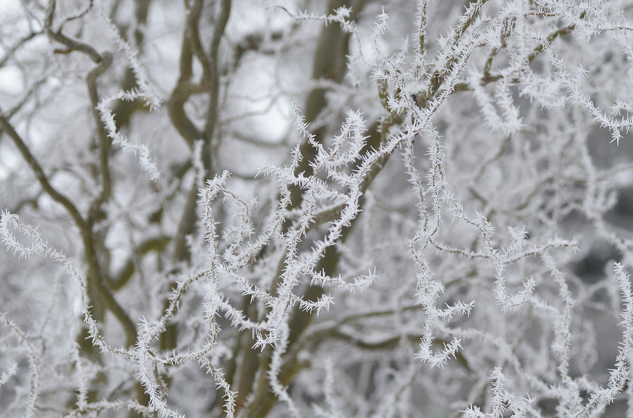 winter willow frost free photo