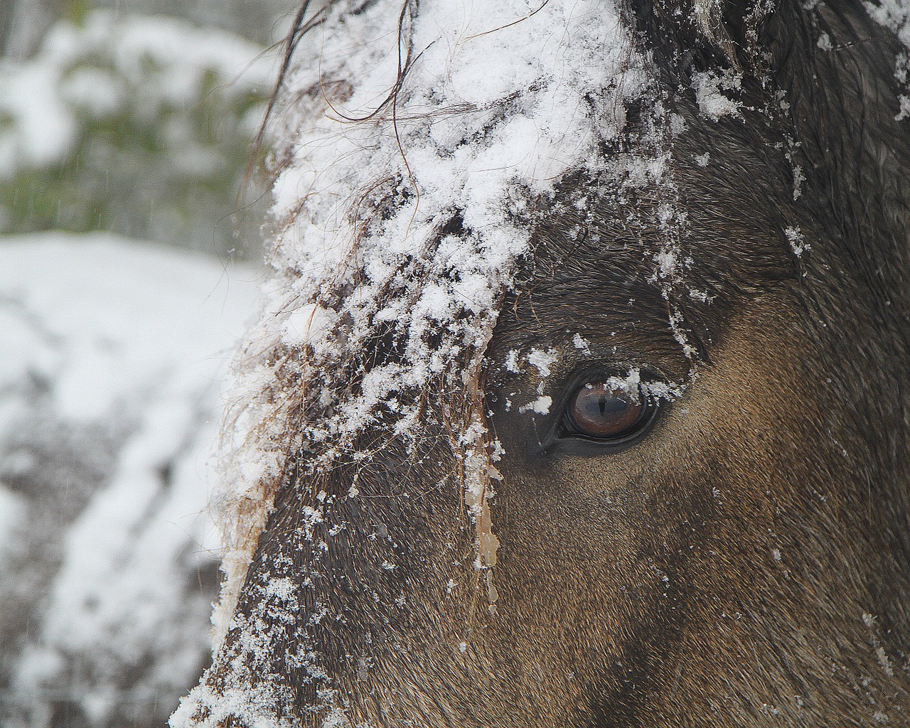 winter horse snow free photo