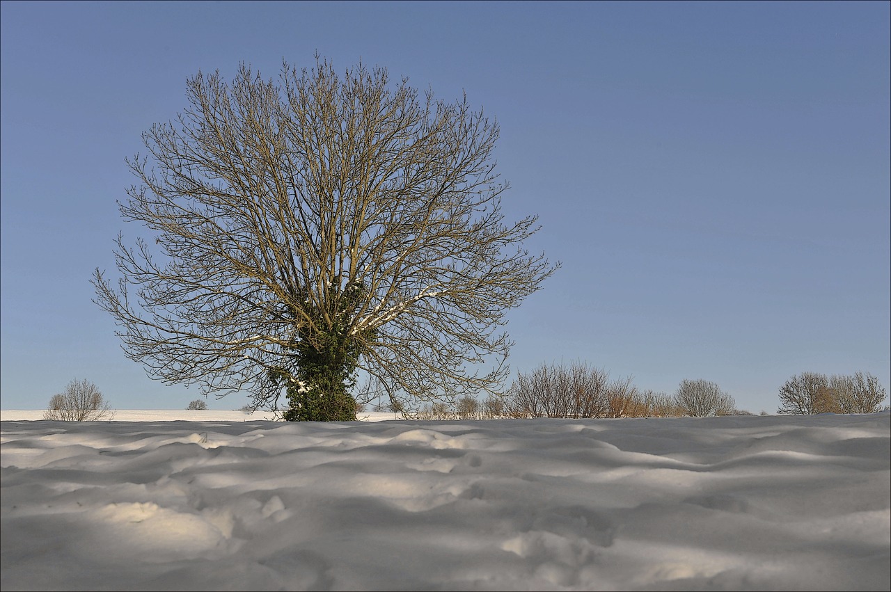 winter tree outddor free photo