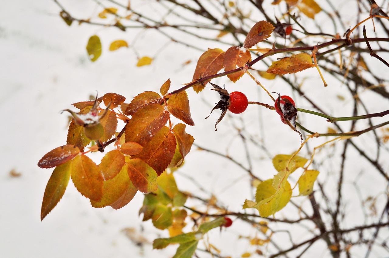 winter leaves rosehips free photo
