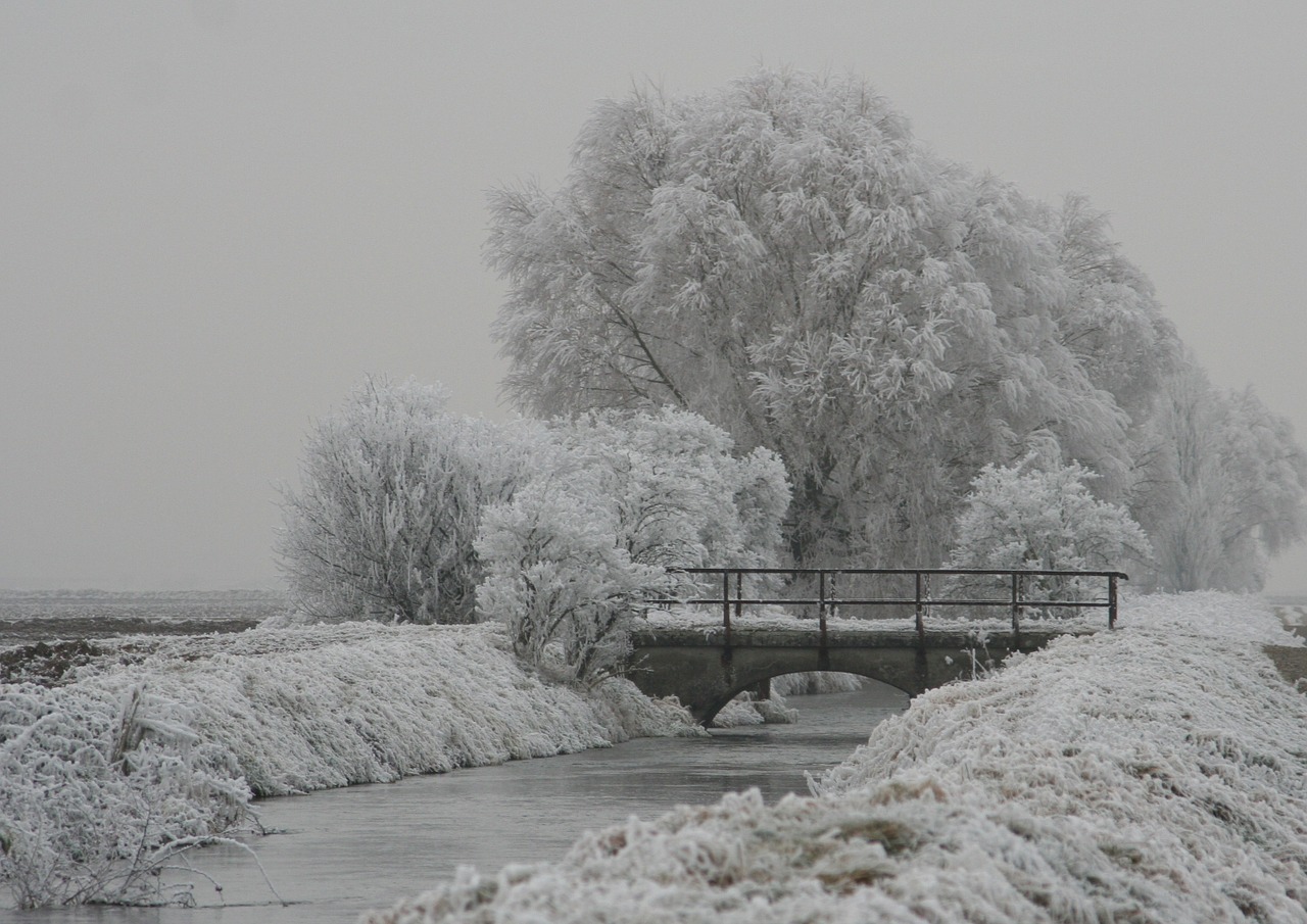 winter tree frozen free photo