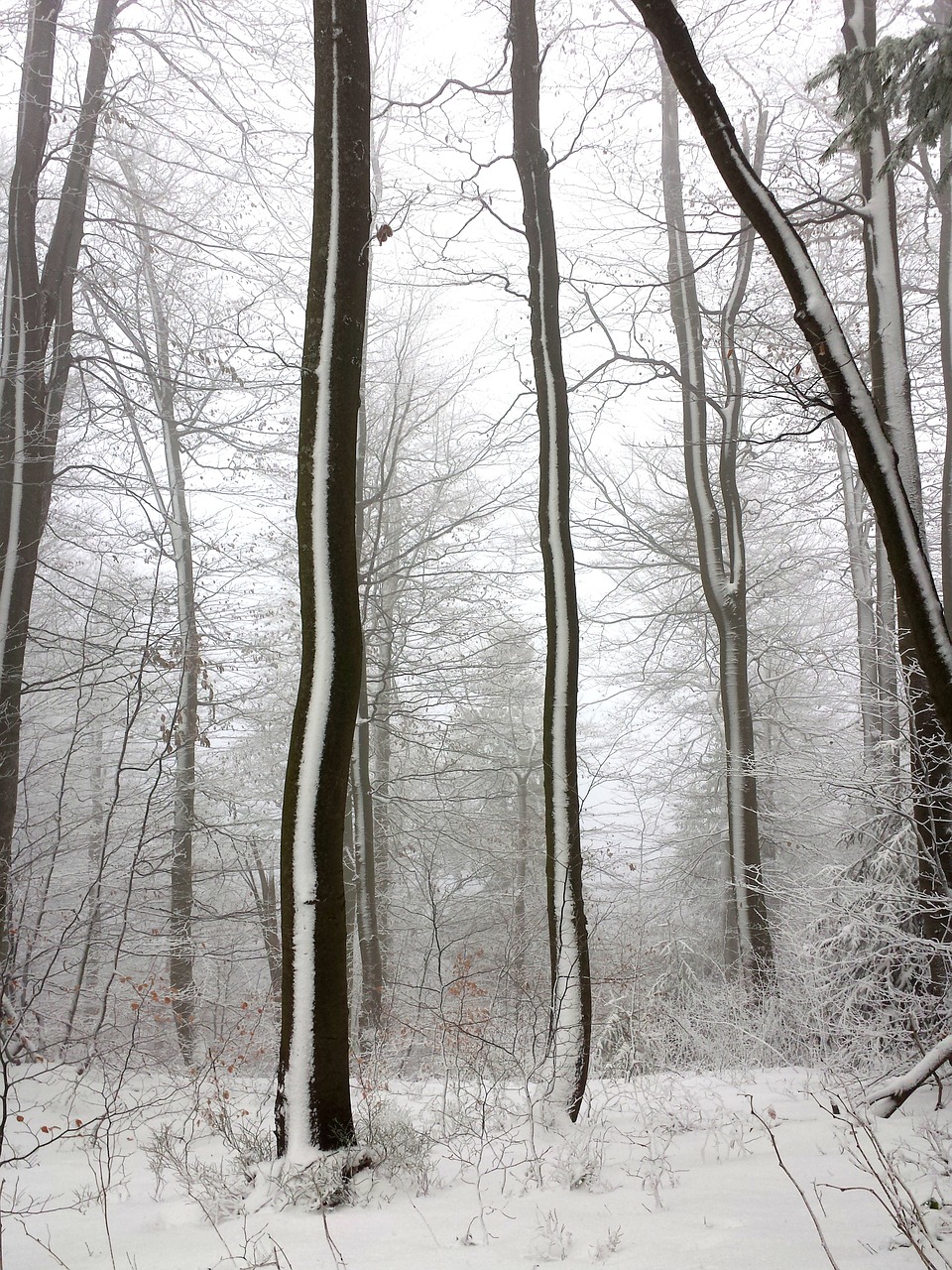 winter tree forest free photo