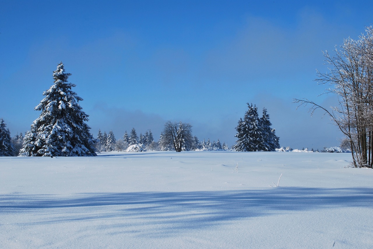 winter snow white free photo