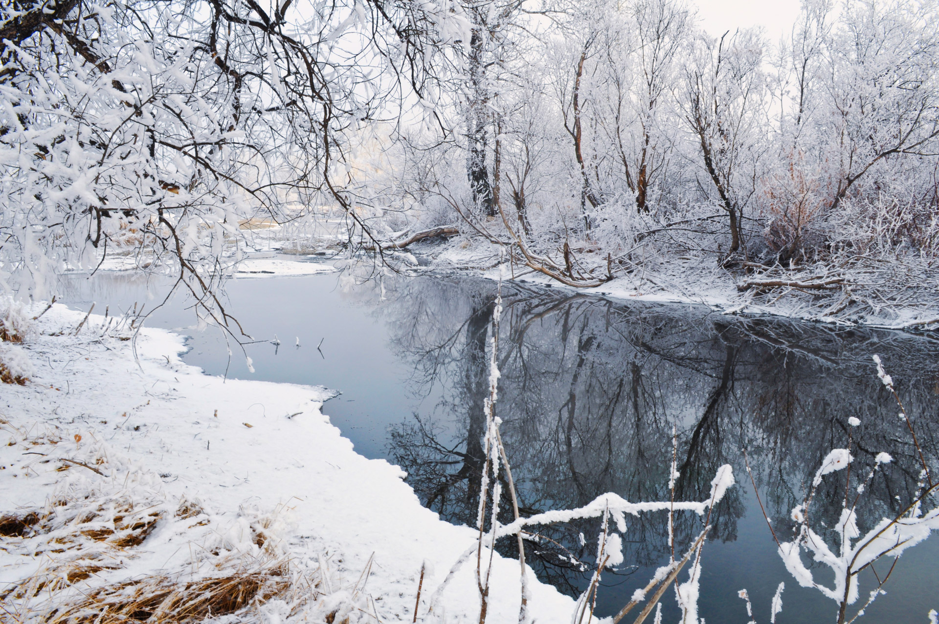 snow trees winter free photo