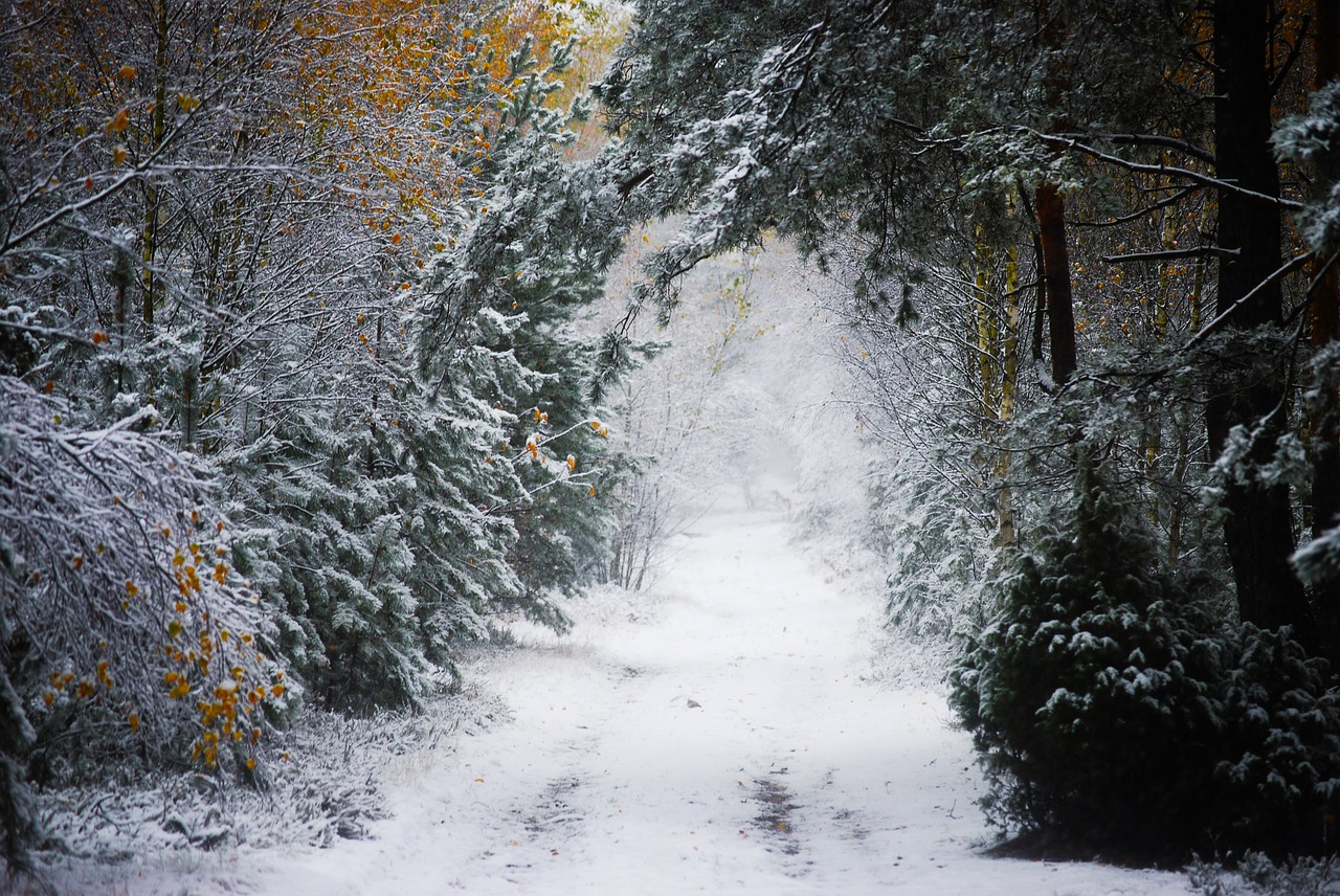 winter forest poland free photo