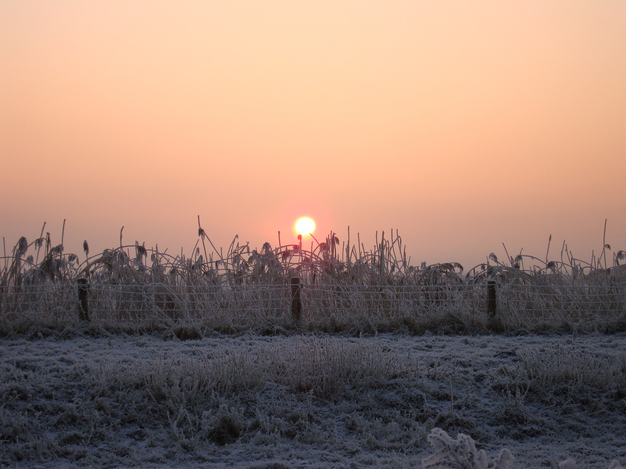 winter snow nature free photo