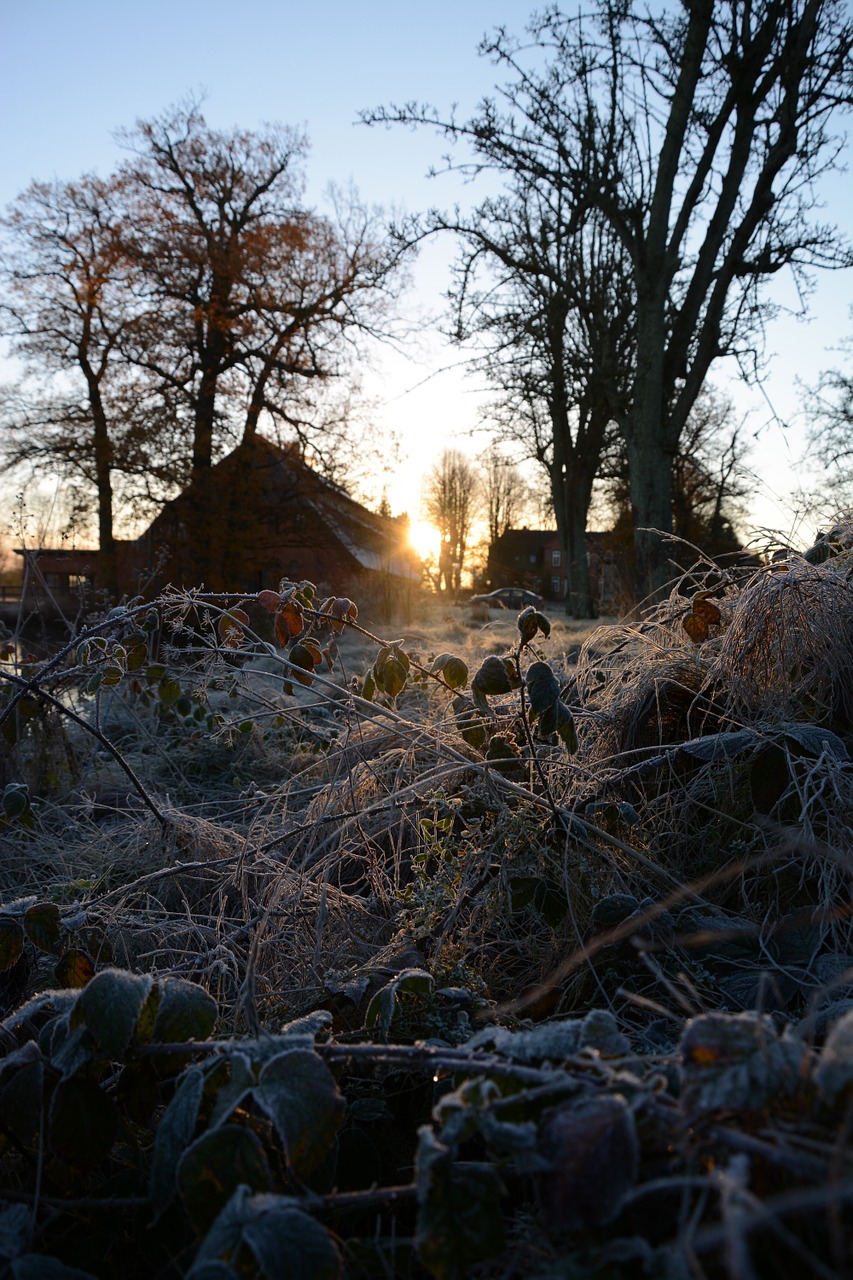 winter frost winter sun free photo