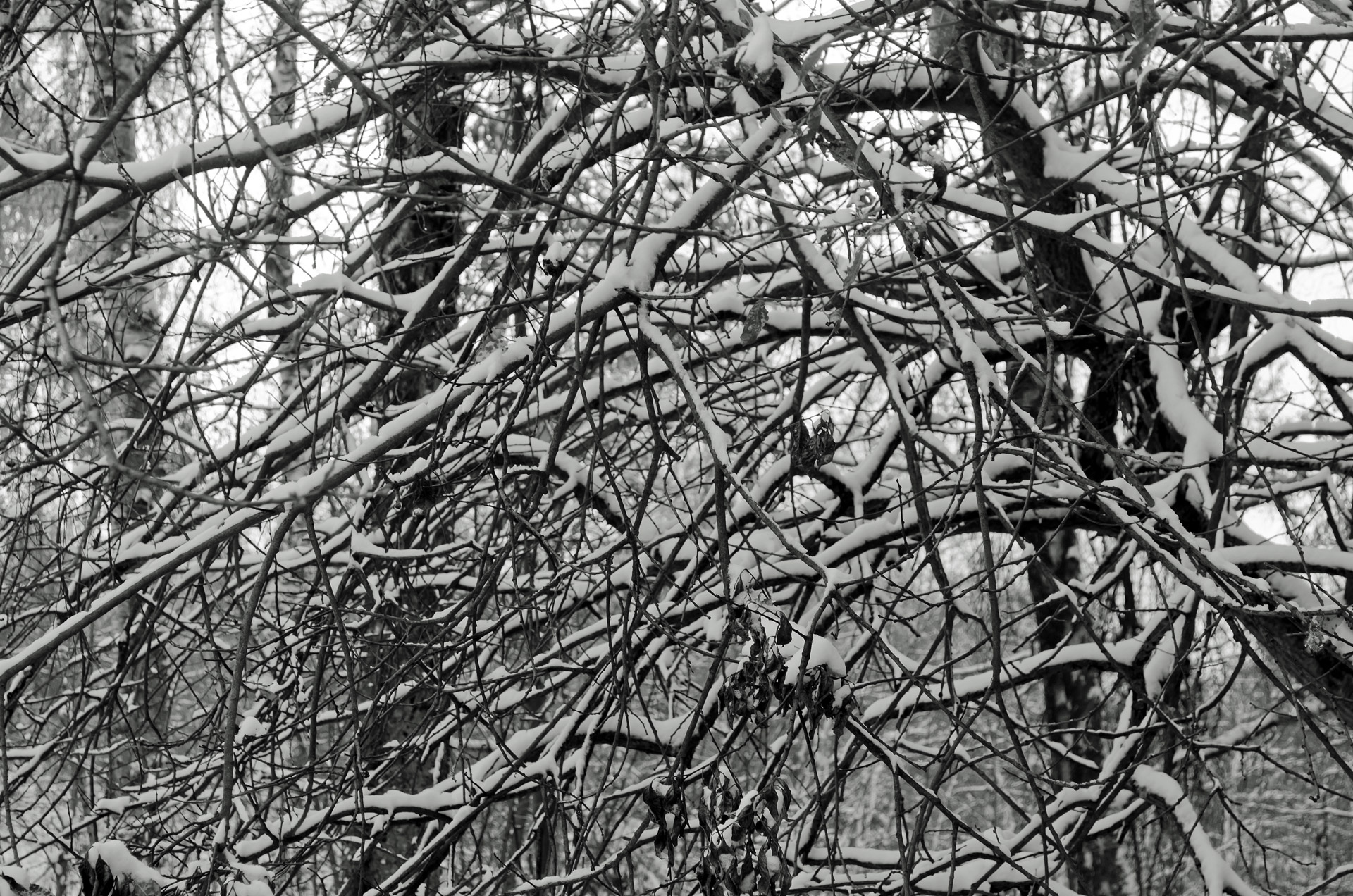 winter tree branch free photo