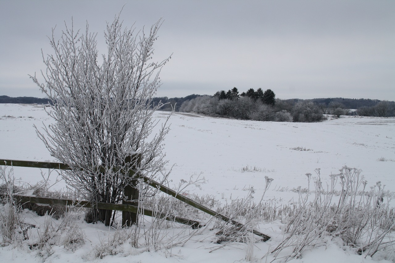 winter snow cold free photo