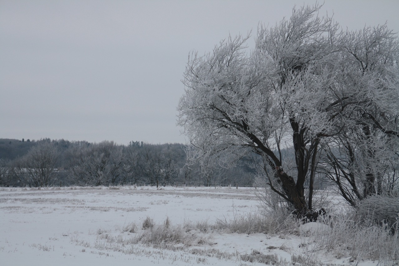 winter snow cold free photo