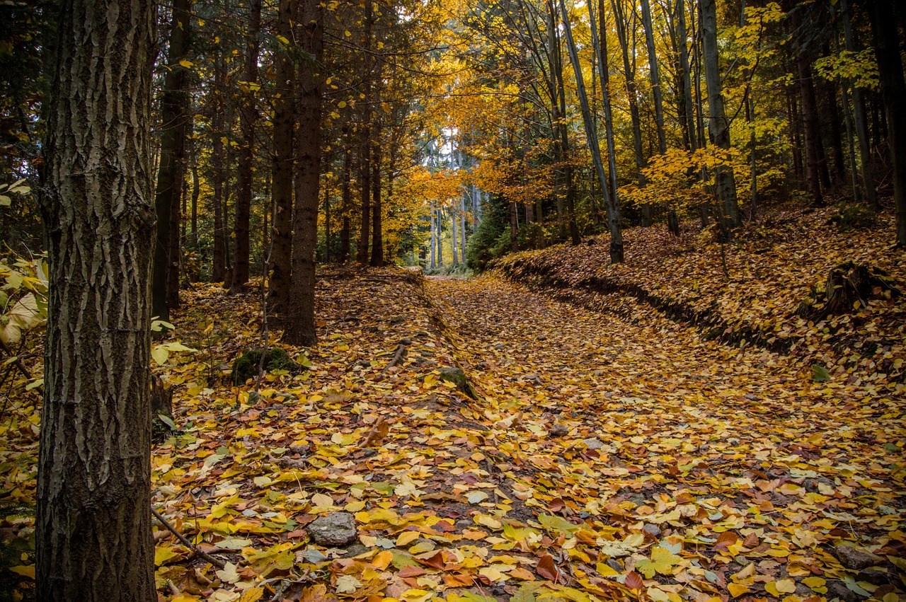 winter forest slovakia free photo