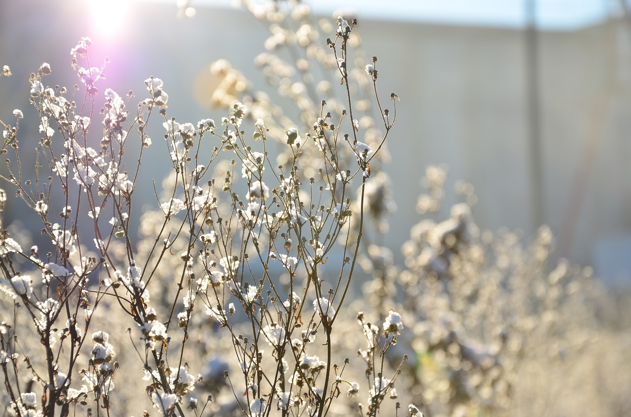 winter frost plant free photo