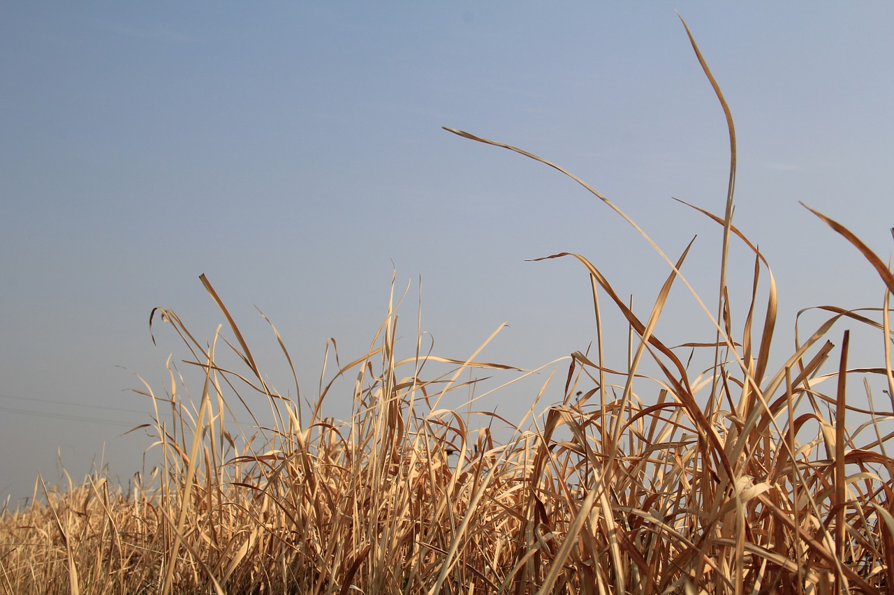 winter hay blue sky free photo