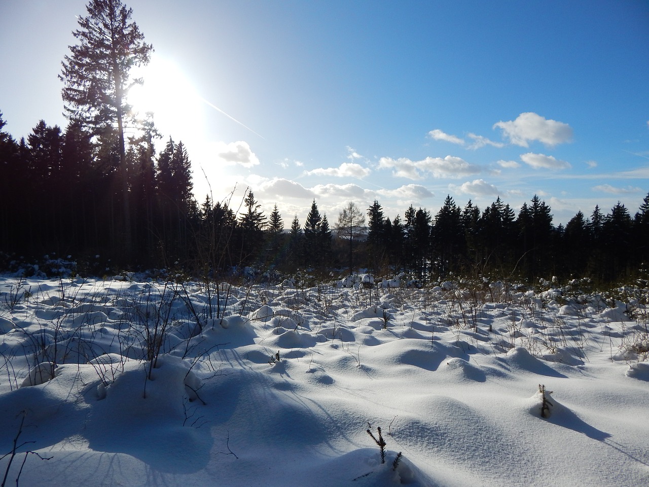 winter landscape forest free photo