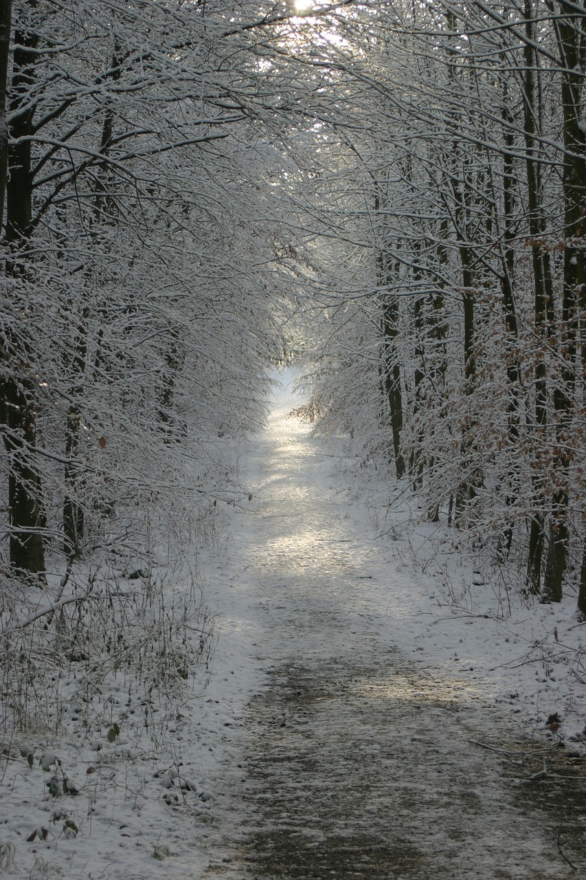 winter snow wintry free photo