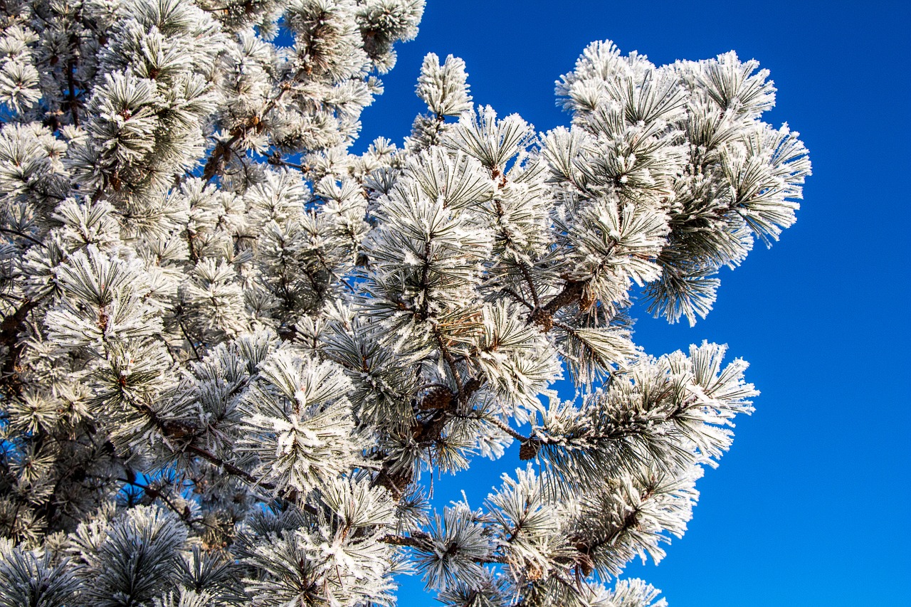 winter frost hoar frost free photo